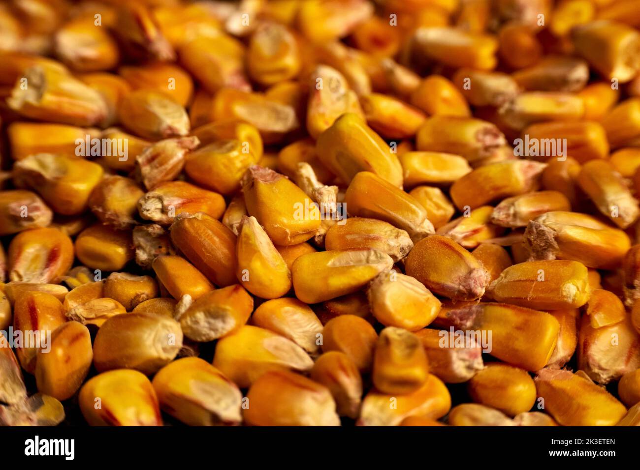 Macro photo a corn grains Stock Photo