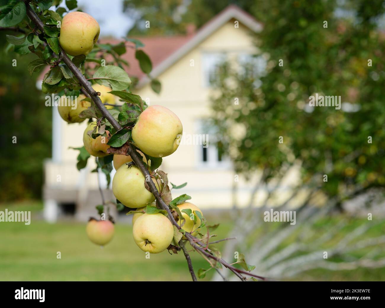 ripe apples on a branch in the garden on a blurred background of the ...