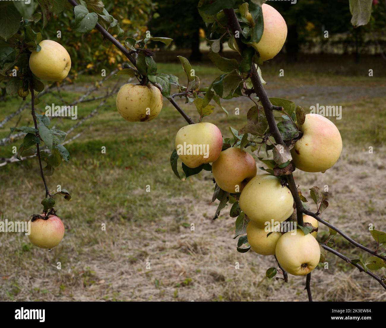 ripe apples on a branch in the garden in autumn Stock Photo