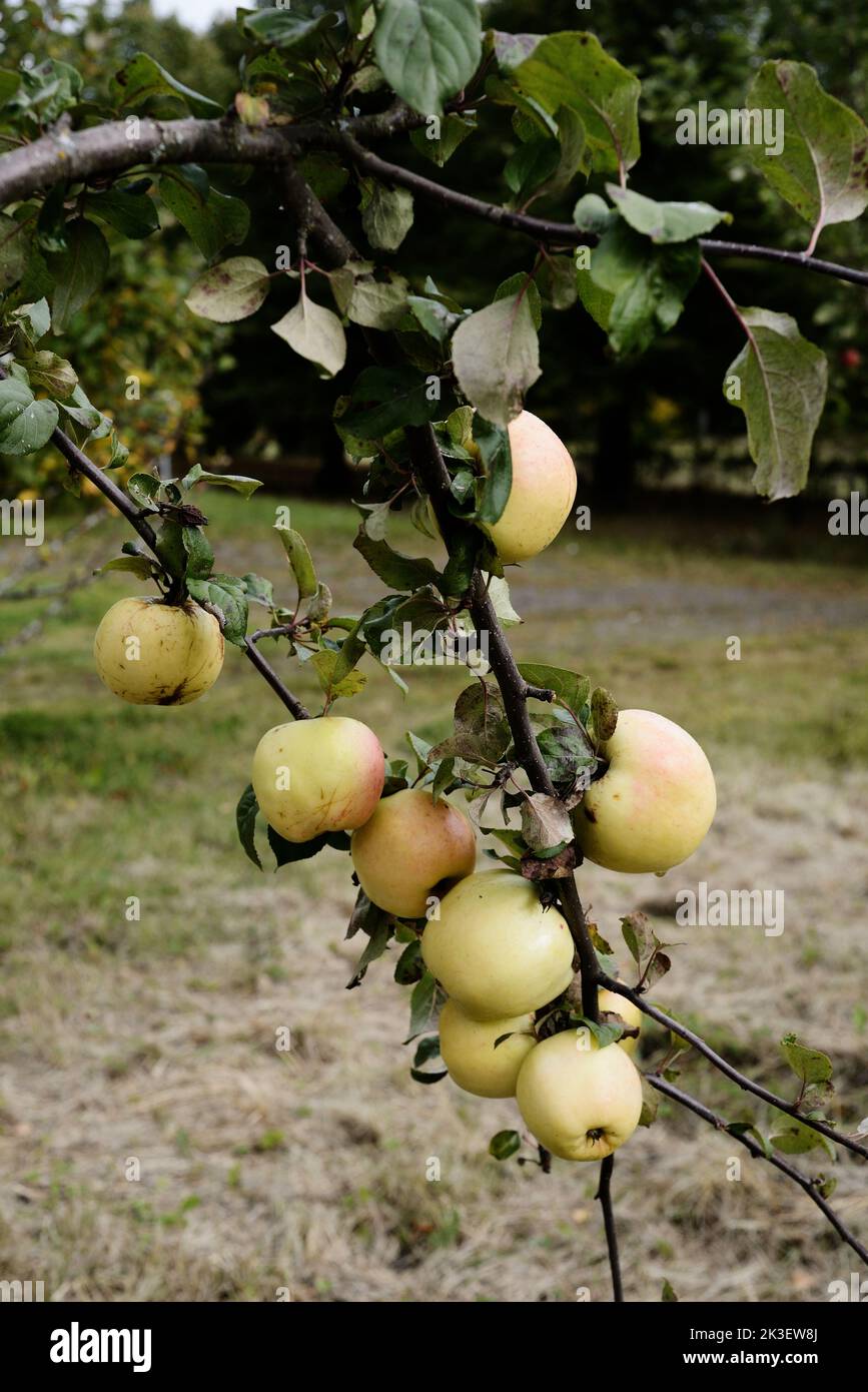 ripe apples on a branch in the garden in autumn Stock Photo
