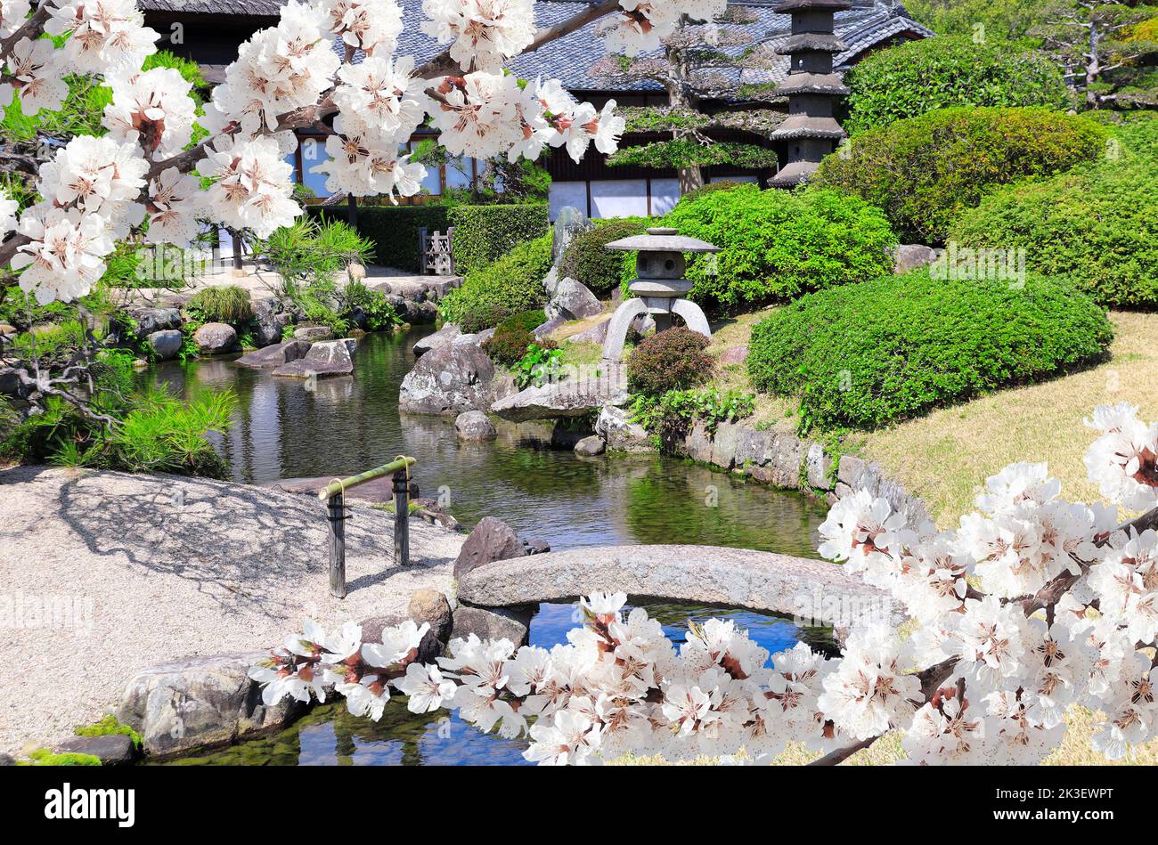 Decorative pond, bridge and blooming sakura branches in Koishikawa Korakuen garden, Okayama, Japan. Sakura blossom season. Cherry blooming season in A Stock Photo