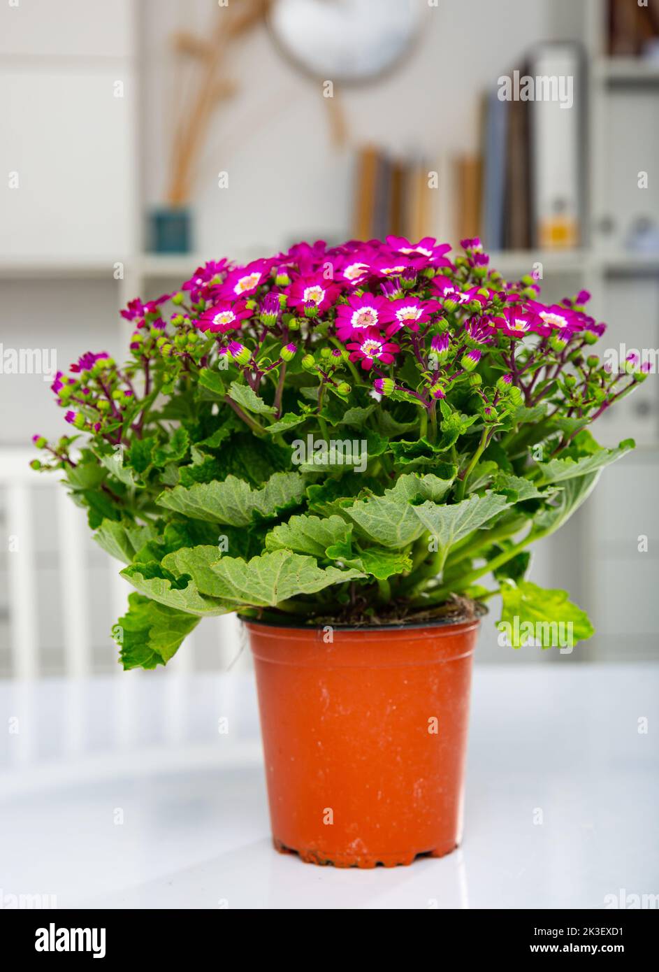 Blossoming of potted purple Cineraria in office interior Stock Photo