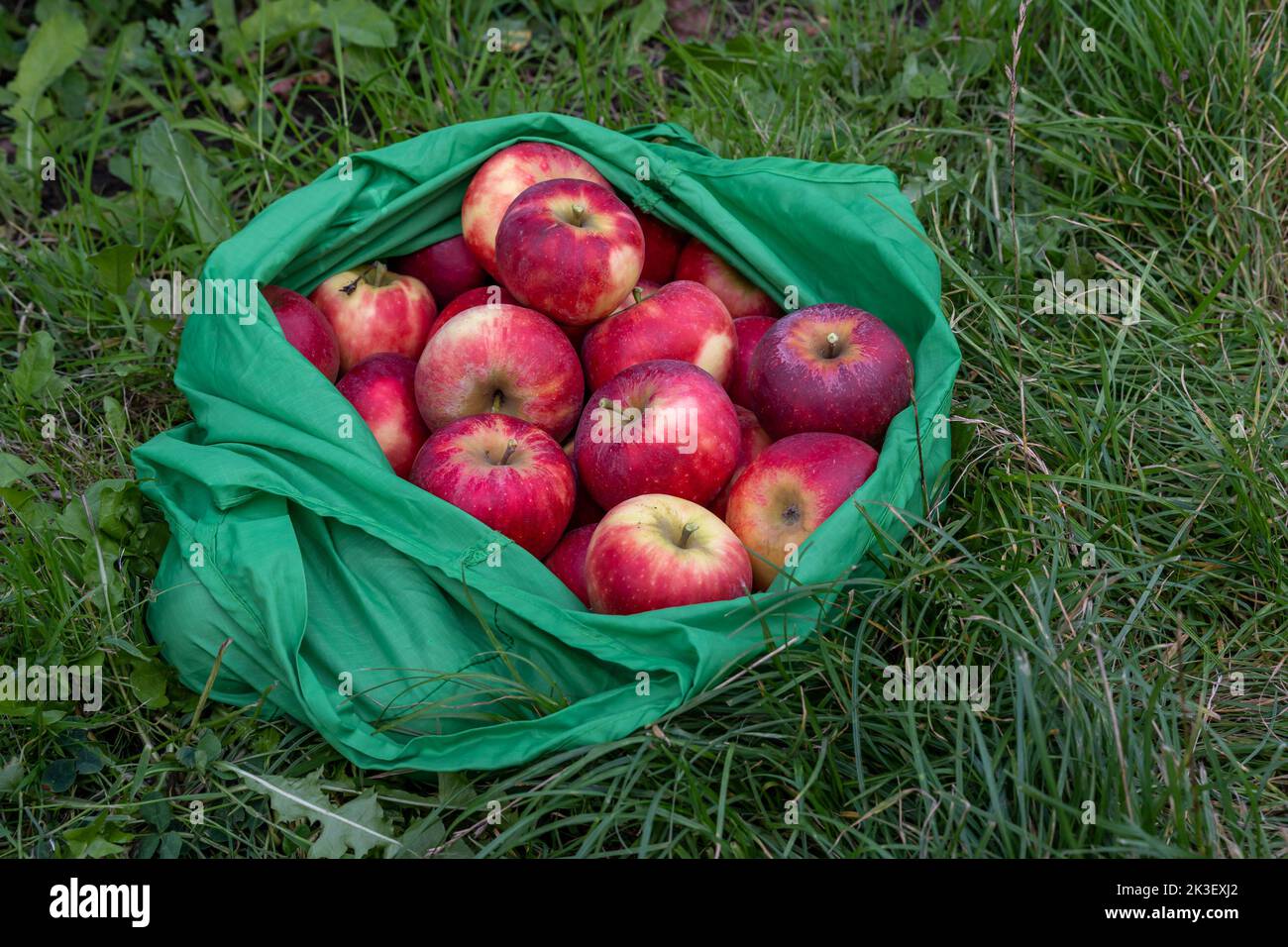 Red organic freshly harvested elstar apples in reusable green shopping bag Stock Photo