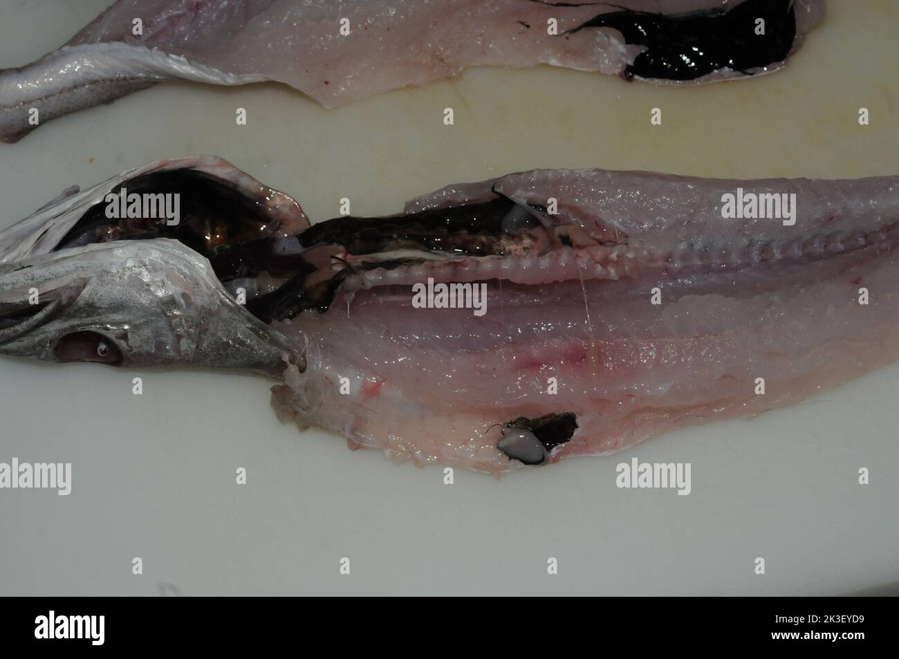 Clean mackerel, ready to be cooked Stock Photo Alamy