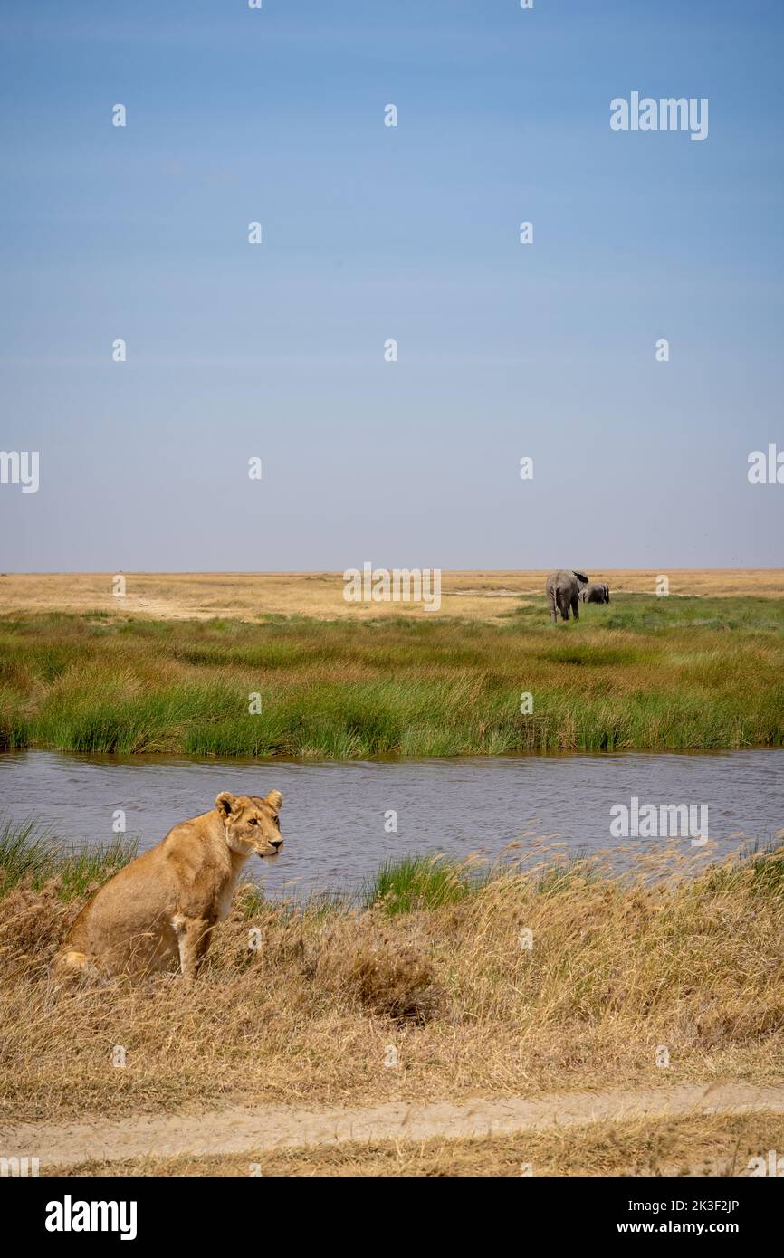 Lioness standing on savanna grass near a waterhole. two elephants in the background. serengeti, national park Stock Photo