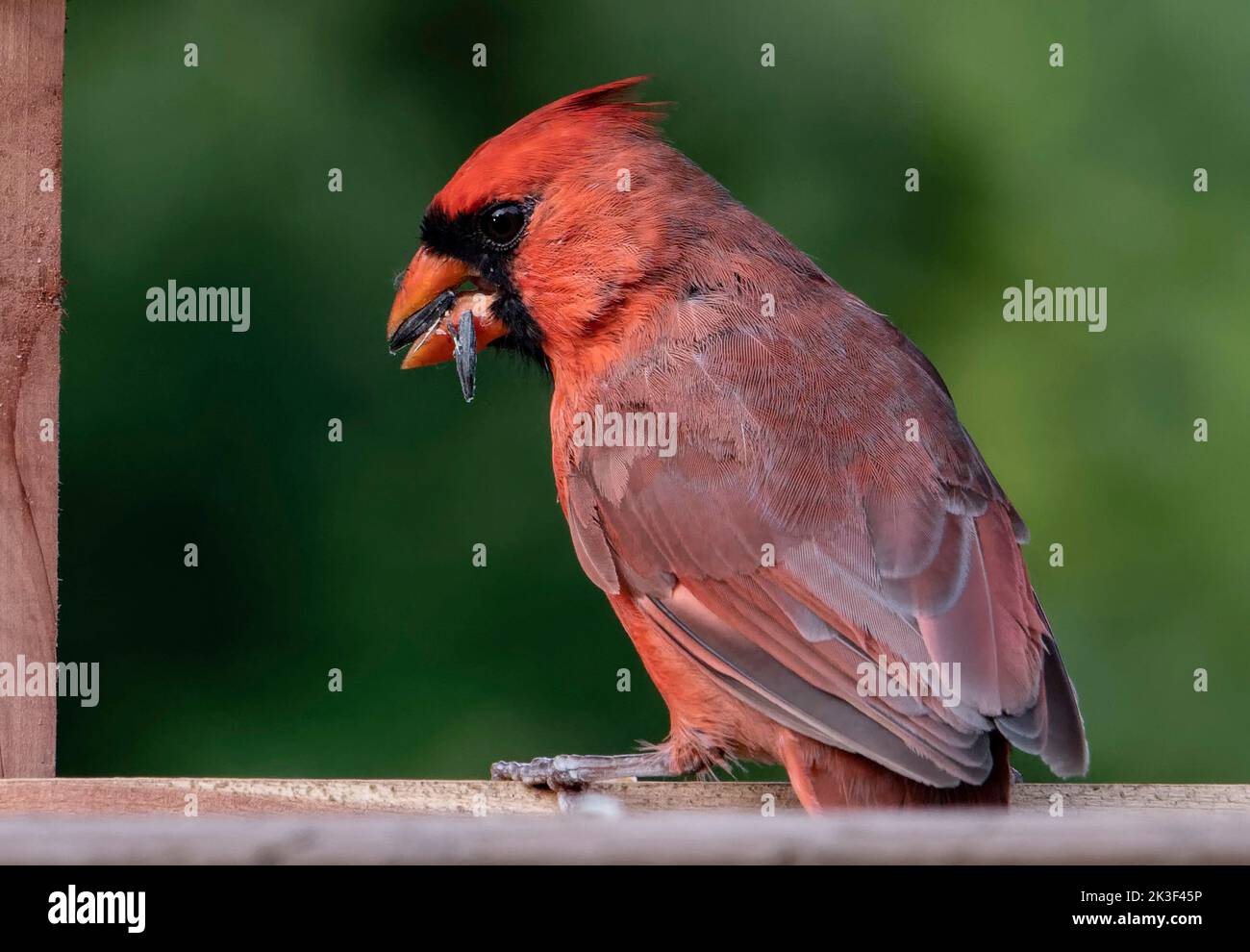 Female Northern Cardinal poses on the deck Stock Photo