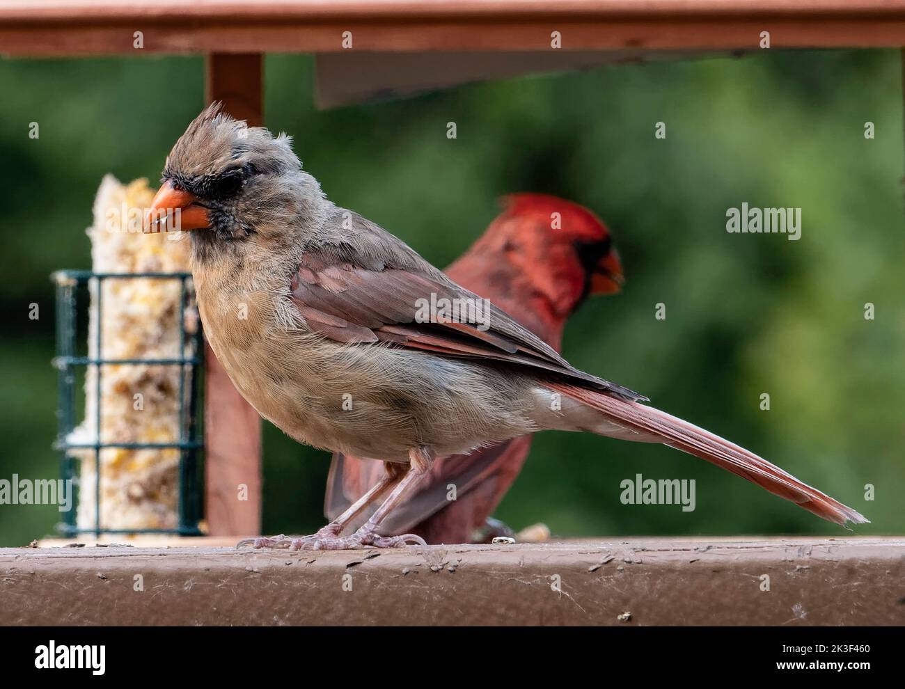 northern Cardinals in front of the bird feeder Stock Photo