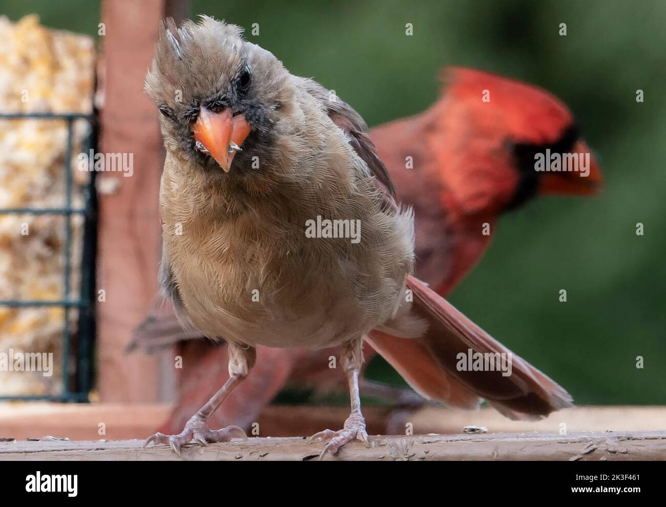 northern Cardinals in front of the bird feeder Stock Photo