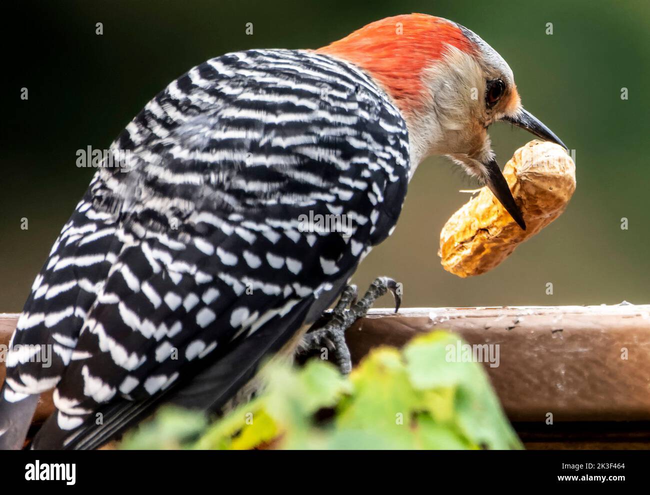 Red-Bellied Woodpecker finds food on the deck Stock Photo