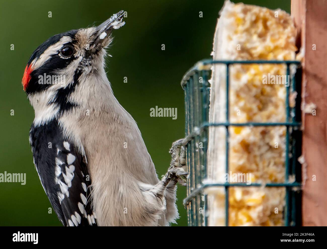 Woodpecker feeds from the suet feeder Stock Photo
