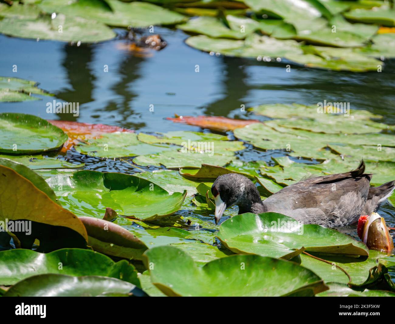Close up shot of American coot in the Echo Park Lake at Los Angeles, California Stock Photo
