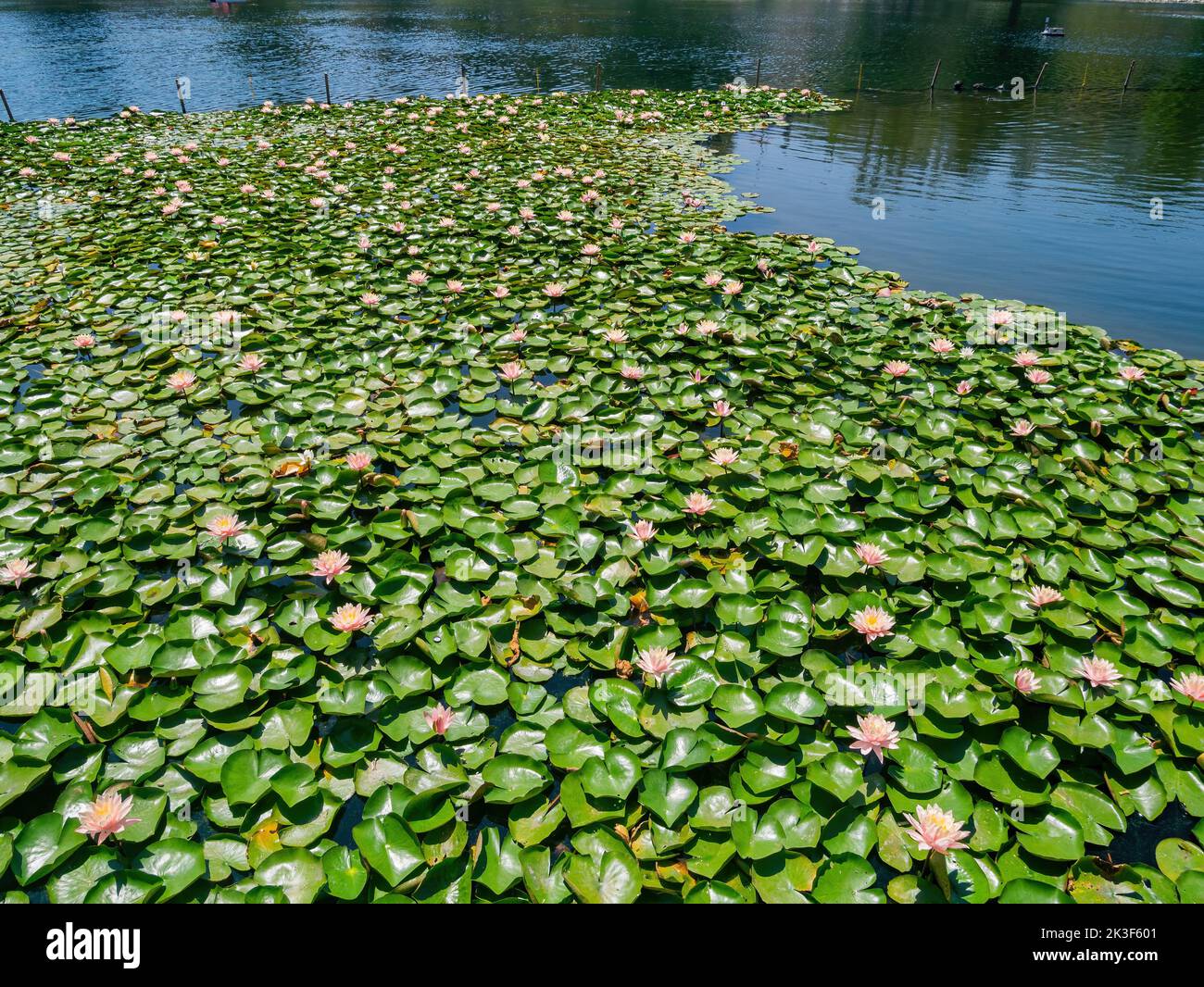 Lotus blossom in the Echo Park Lake at Los Angeles, California Stock Photo