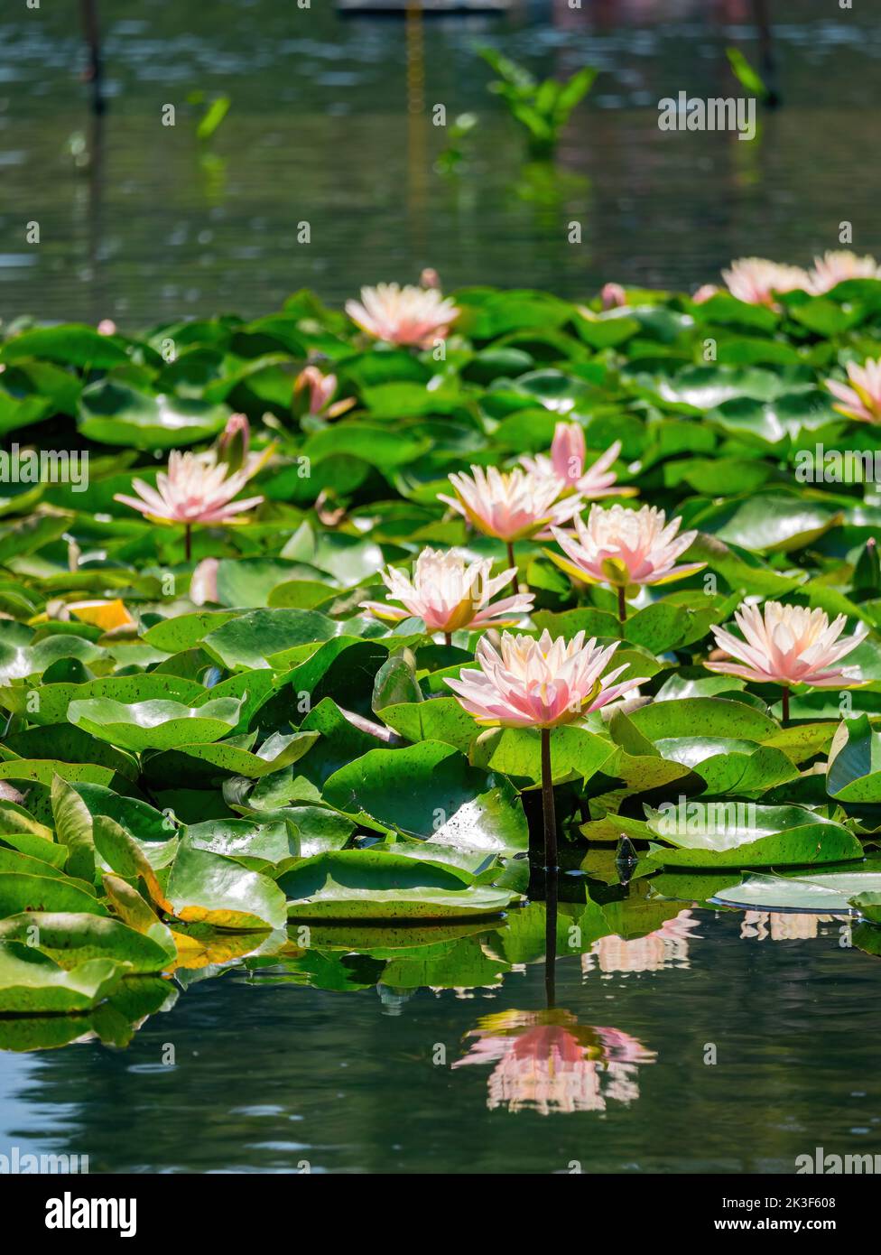 Lotus blossom in the Echo Park Lake at Los Angeles, California Stock Photo