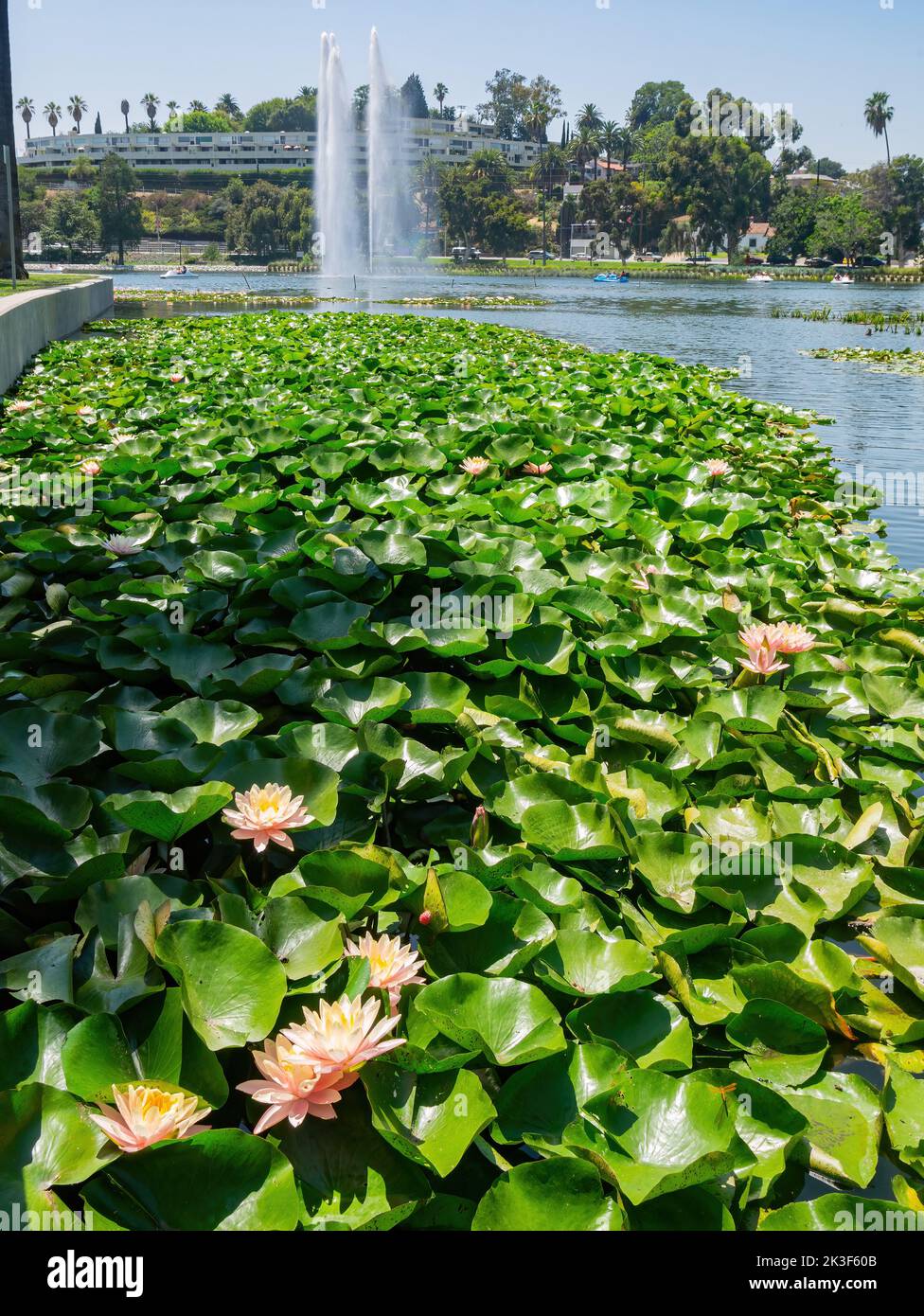 Lotus blossom in the Echo Park Lake at Los Angeles, California Stock Photo