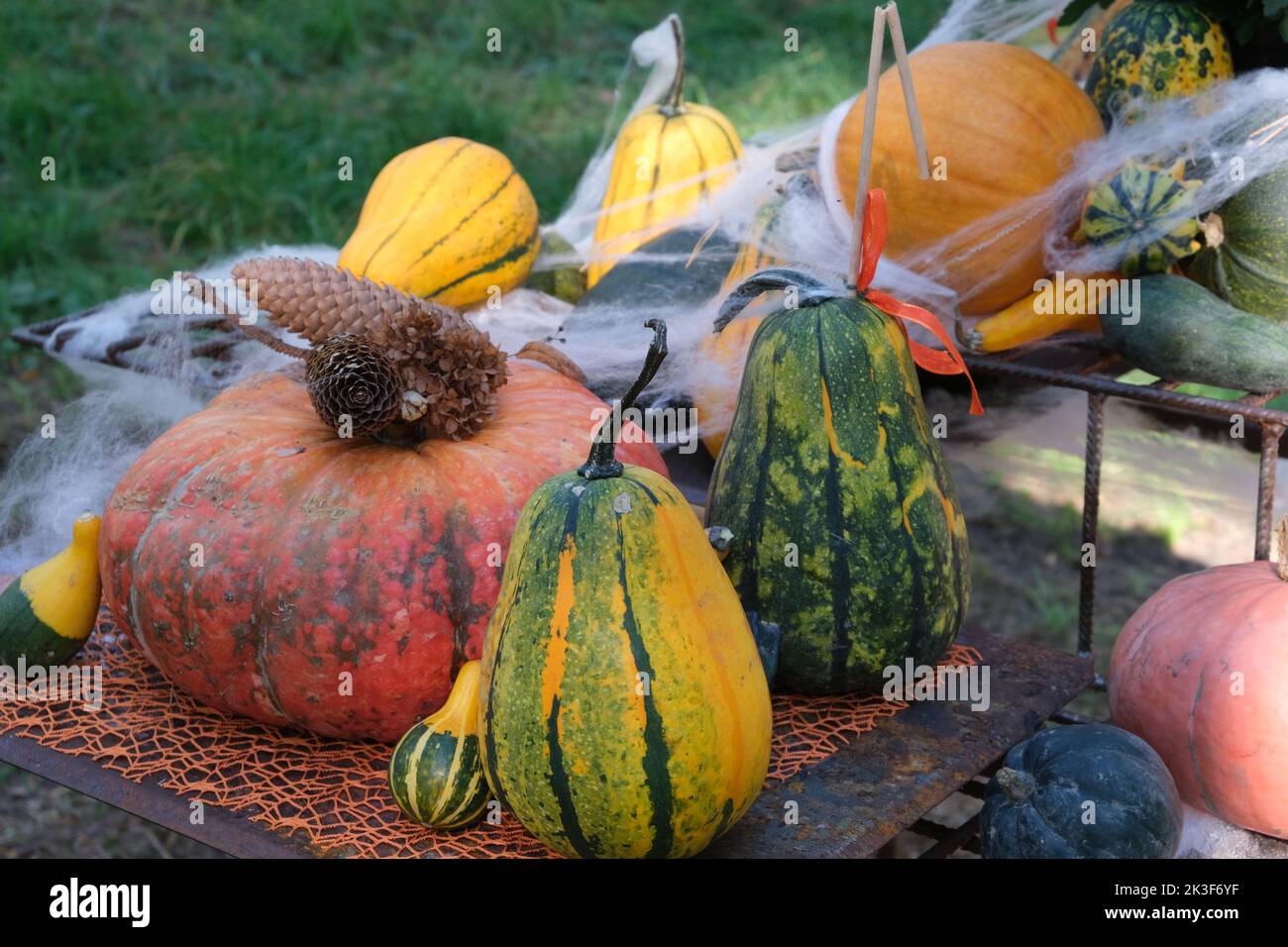 Orange and Colorful pumpkins on the ground. Autumn Backgraund ...