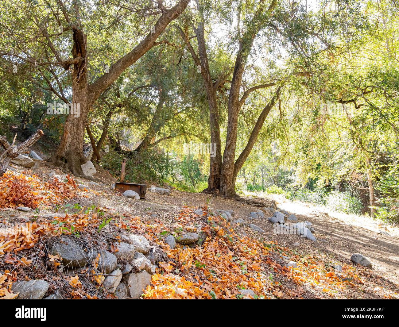 Many fallen leaves over the beautiful Switzer Falls Trail at Los