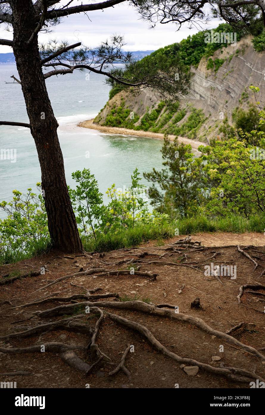 Roots exposed under pine tree and over the mediterranean sea level Stock Photo