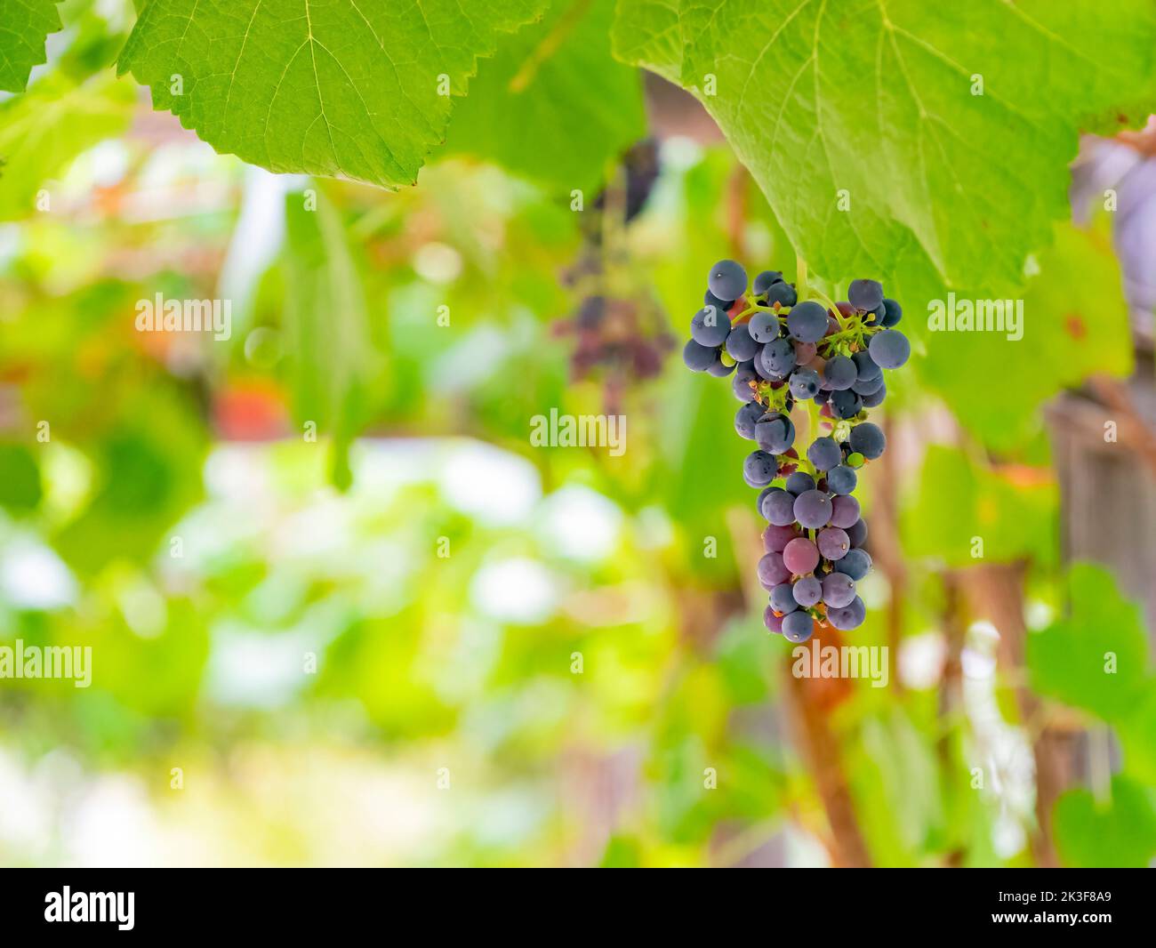 Close up shot of mature grapes at Los Angeles, California Stock Photo