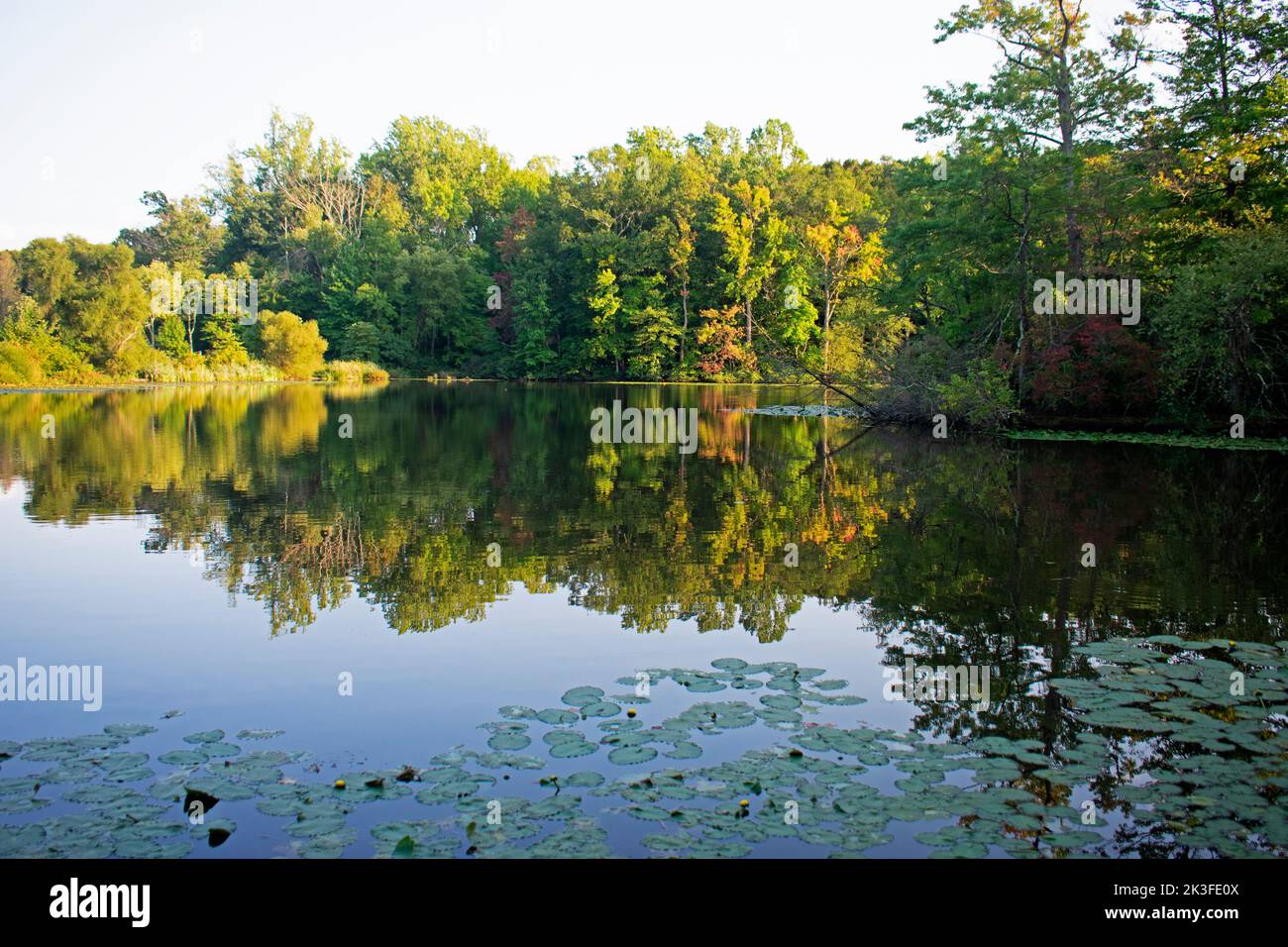 Reflections of trees and leaves in lake at Davidson's Mill Pond Park on a bright sunny day -14 Stock Photo