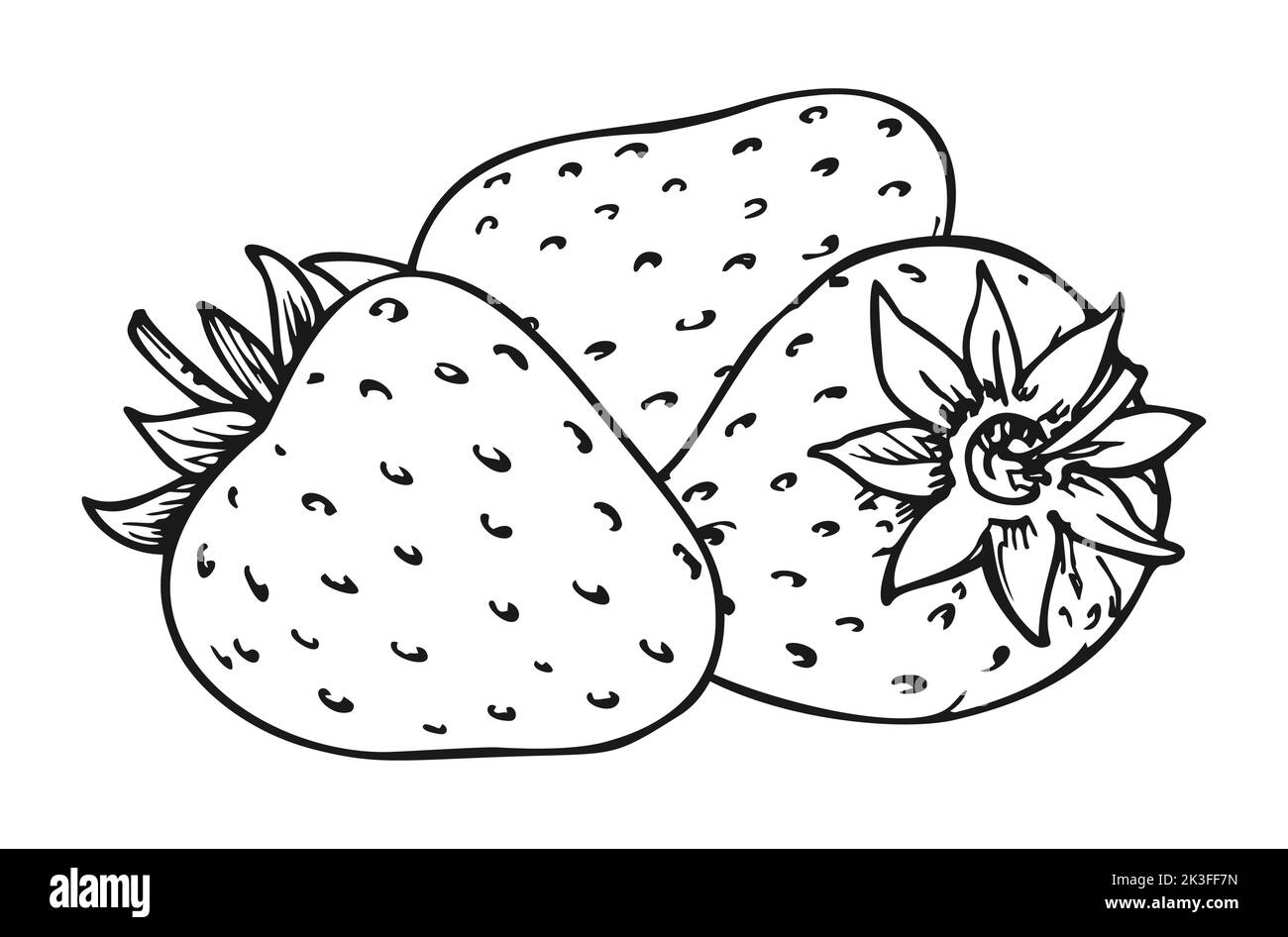 Strawberry bunch of three berries. Whole ripe wild forest berry closeup. Tasty sweet fresh fruit. Children and adults coloring book page. Juicy strawberries handdrawn clip art black and white sketch Stock Vector