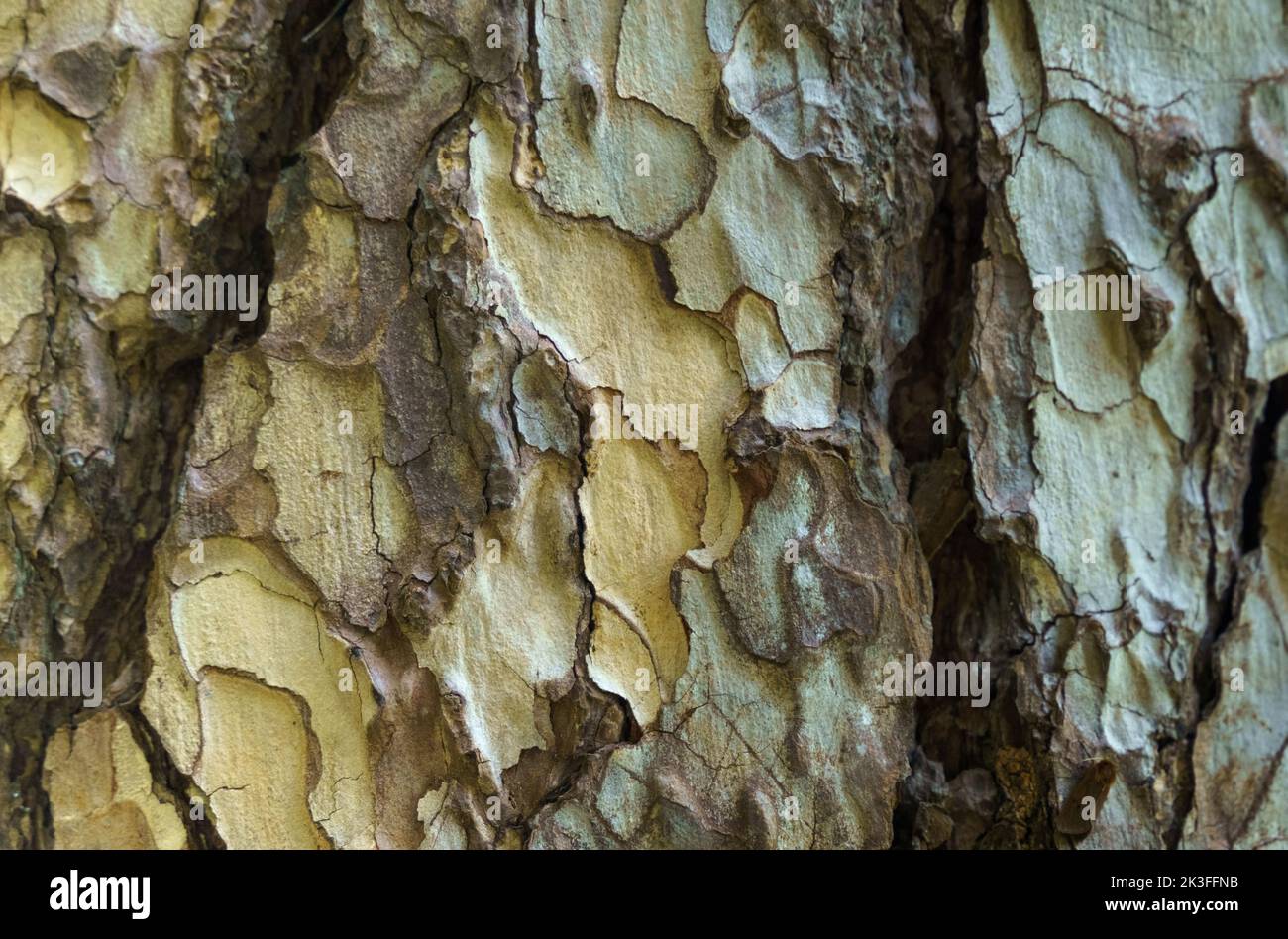 The texture of the bark of a plane tree close-up. Backgrounds and textures Stock Photo