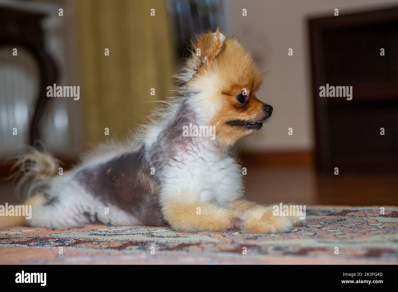 German spitz pomeranian dog sitting. Black-skinned dog with hair loss. Stock Photo