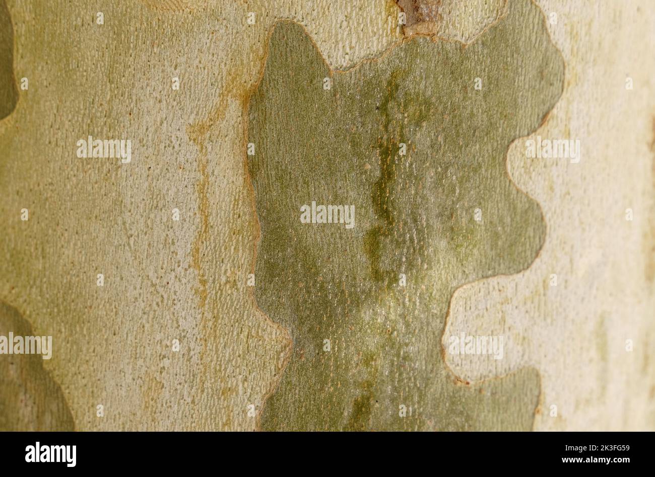The texture of the bark of a plane tree close-up. Backgrounds and textures Stock Photo