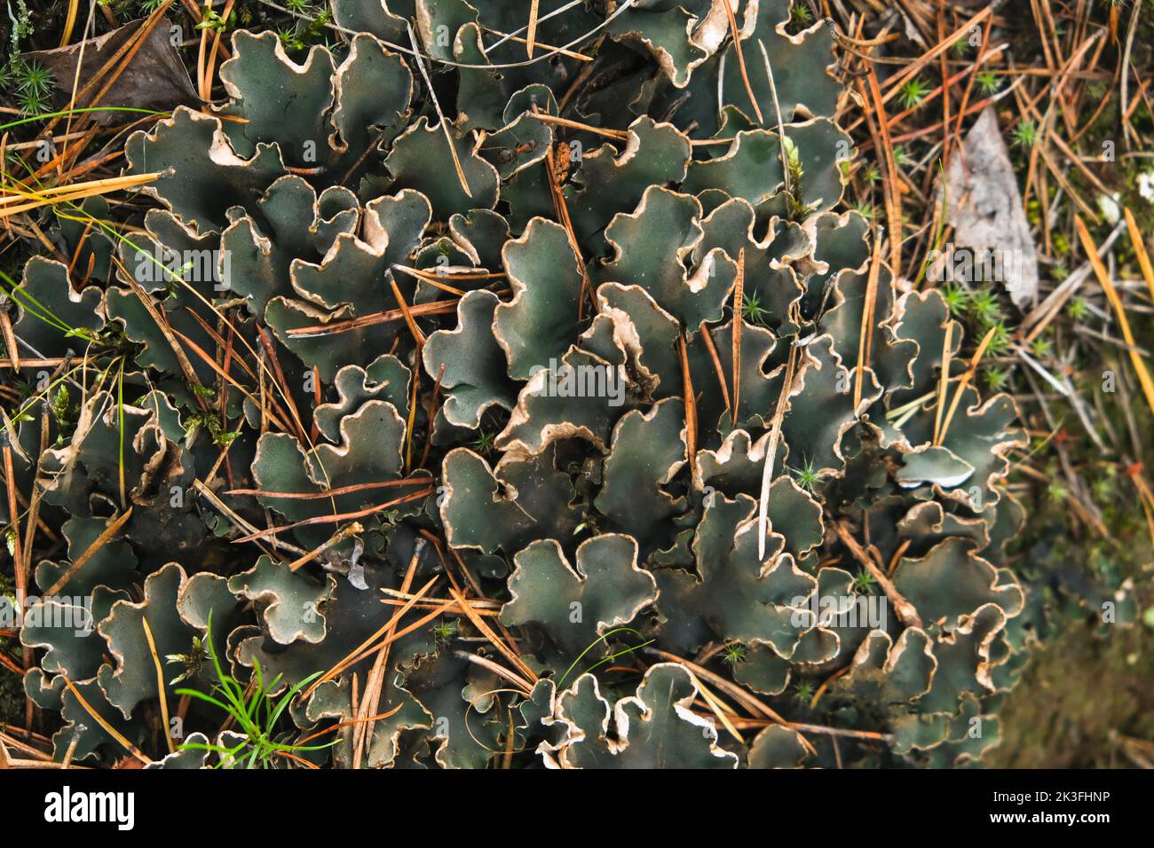 peltigera aphthosa growing in the forest. peltigera aphthosa growing among moss. peltigera aphthosa close-up. Stock Photo