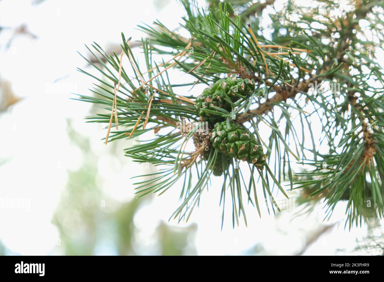 A young pine cone growing on a twig. Pine cone close-up. A green bump. Stock Photo
