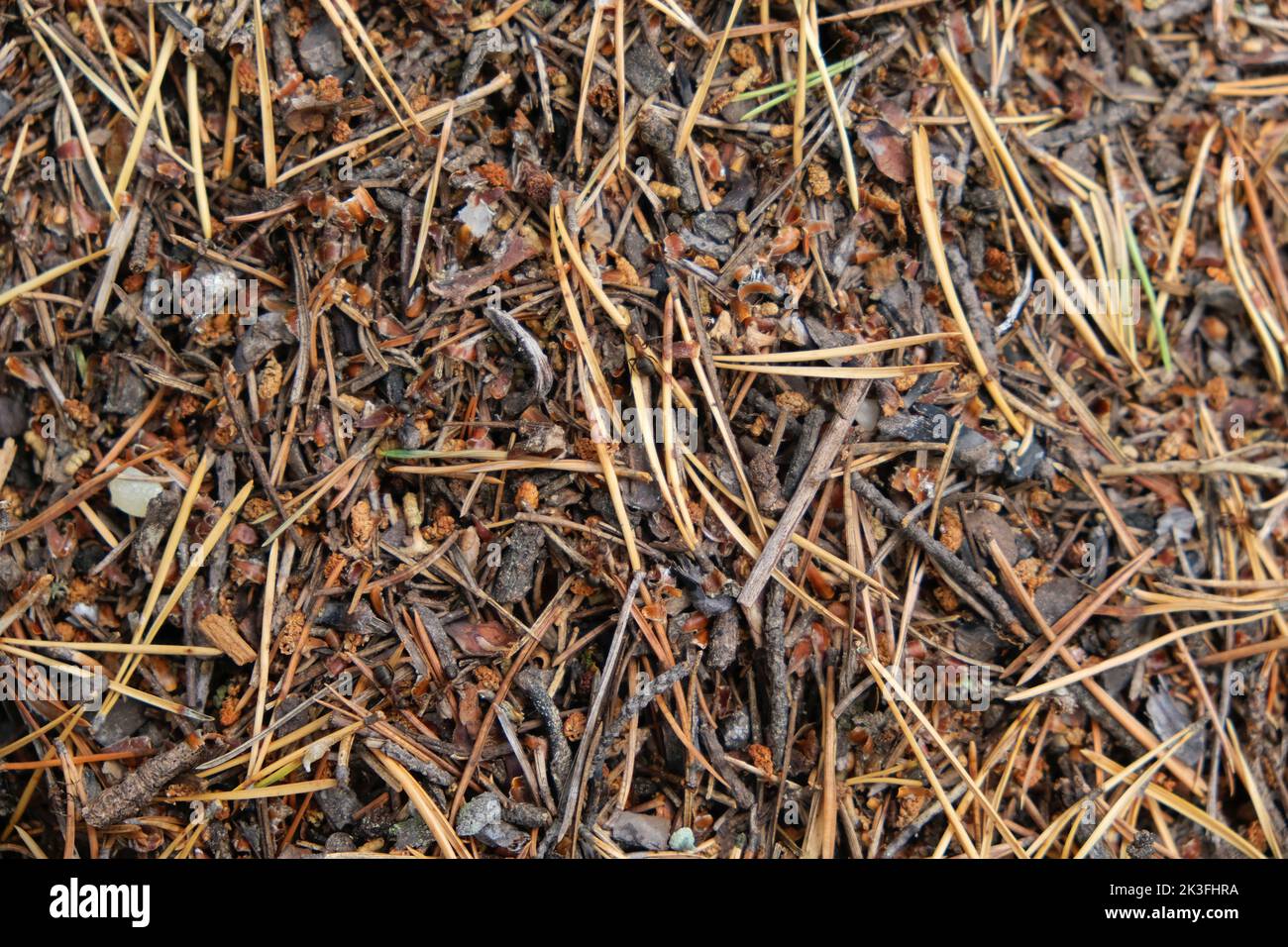 An anthill with a colony of ants in close-up. An anthill in a pine coniferous forest. Stock Photo