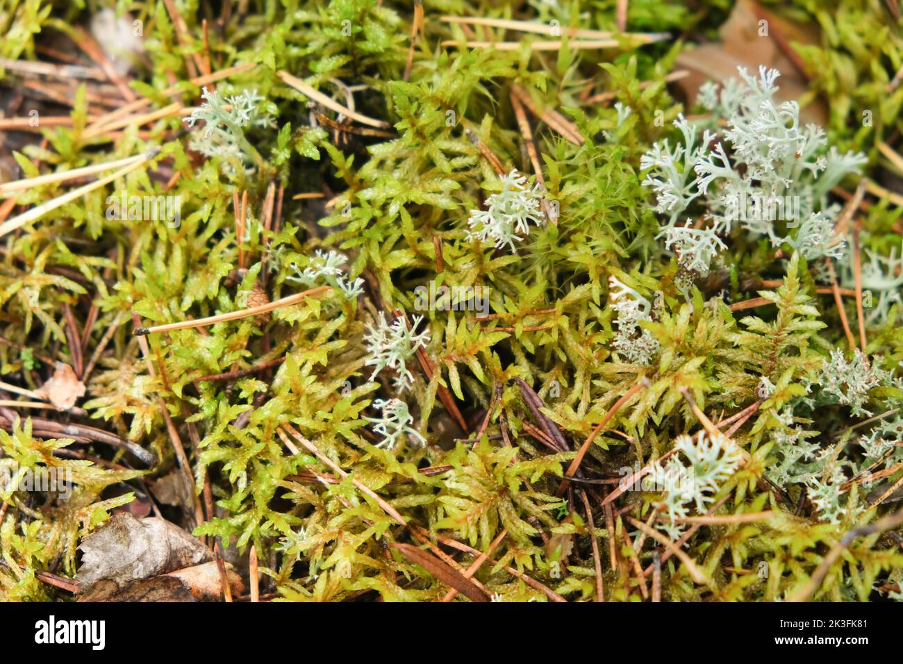 Polytrichum growing in the forest. Polytrichum growing among moss. Polytrichum close-up. Stock Photo