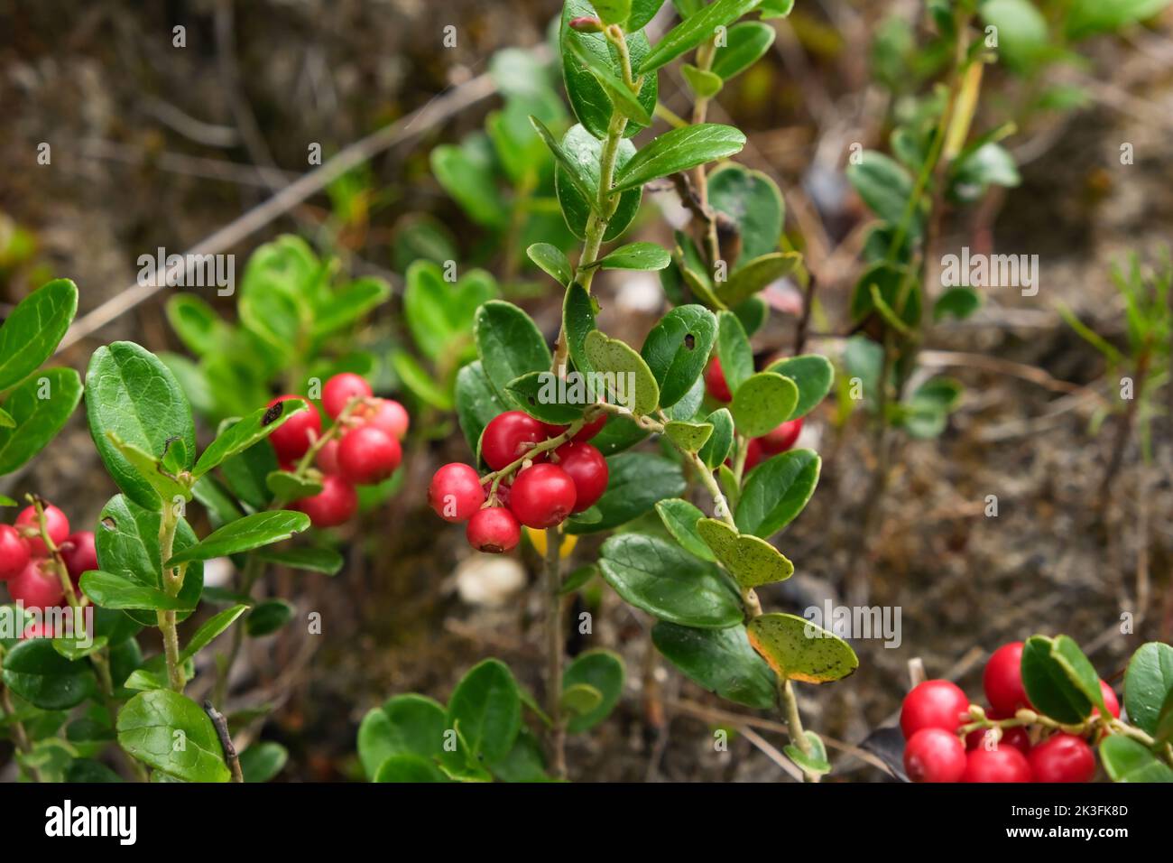Red ripe lingonberry close-up. Red cranberry berry in the forest. Red cranberries growing in the wild forest. Stock Photo