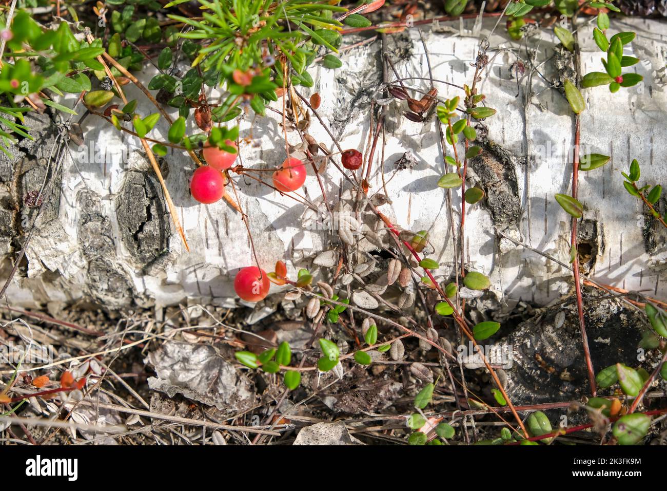 Cranberry close-up. Ripe cranberries among the greenery in the forest. Ripe cranberries growing in a wild birch forest. Cranberries growing on birch. Stock Photo