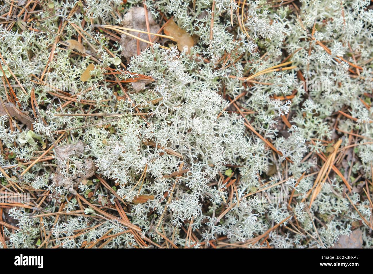 Reindeer moss in the forest. White moss in the northern forest. Moss sphagnum Stock Photo