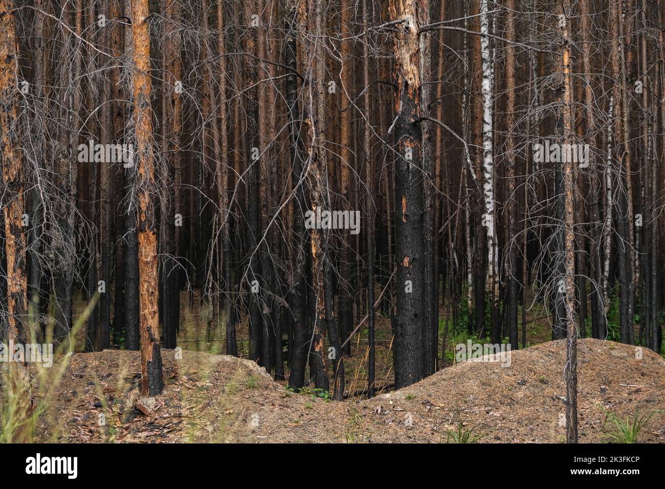 Pine forest after a large-scale fire. Landscape of a burnt forest. Dead forest after fires. New green vegetation after a forest fire. Stock Photo