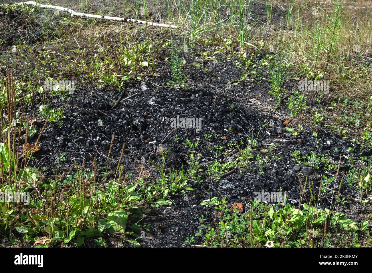 Coals after a fire in the forest. Charred tree trunks in a coniferous forest. Stock Photo