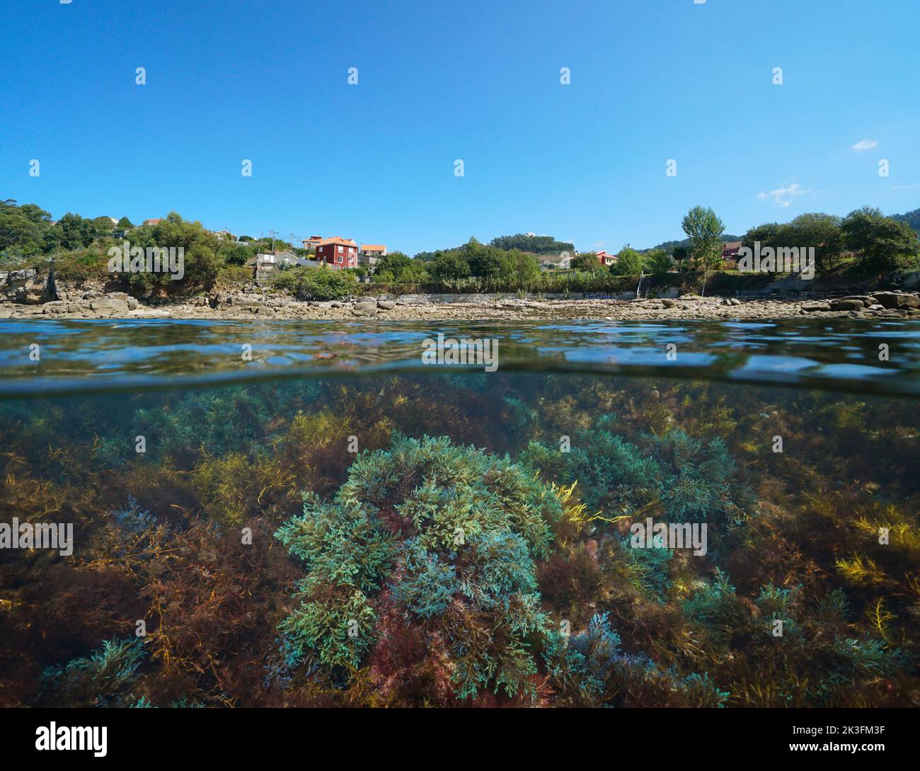 Atlantic coast of Galicia in Spain with algae in the ocean, split level view over and under water surface, Rias baixas, Marín Stock Photo