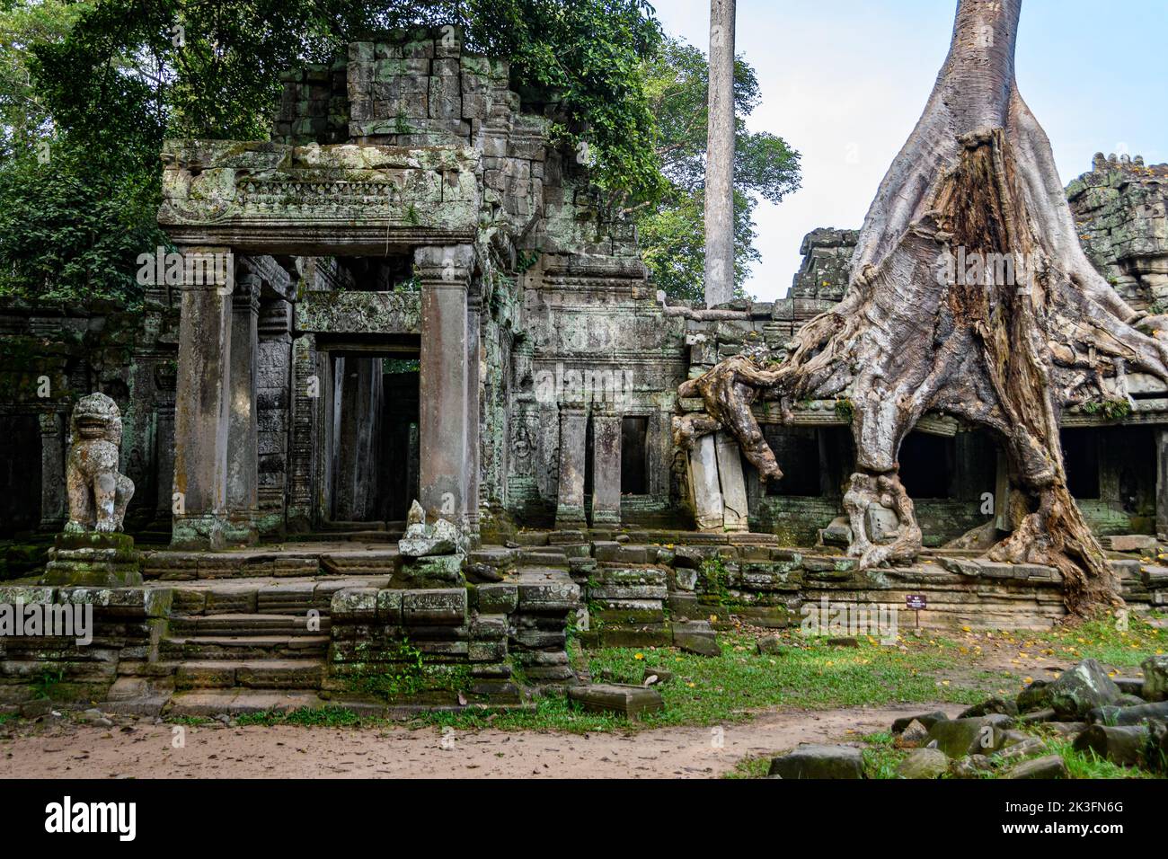 Cambodia. Siem Reap. The archaeological park of Angkor. Tree root of ...