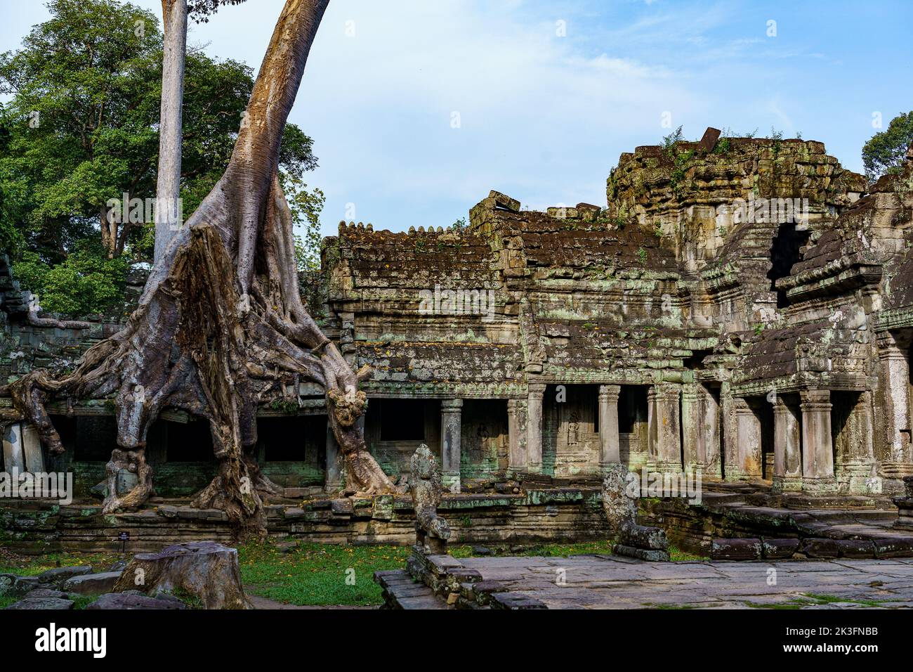 Cambodia. Siem Reap. The archaeological park of Angkor. Tree root of ...