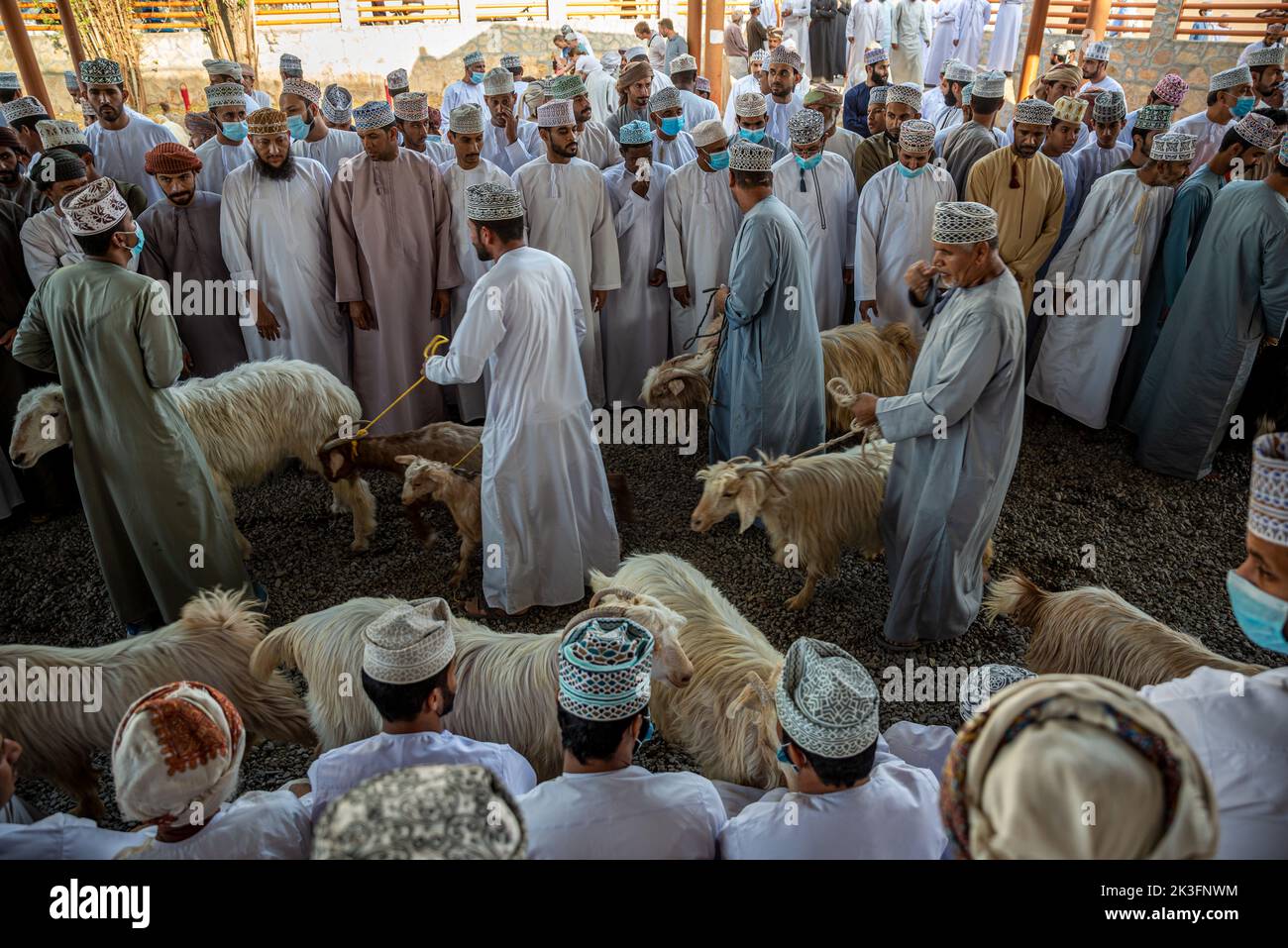 Selling goats at the friday morning cattle market, Nizwa, Oman Stock Photo