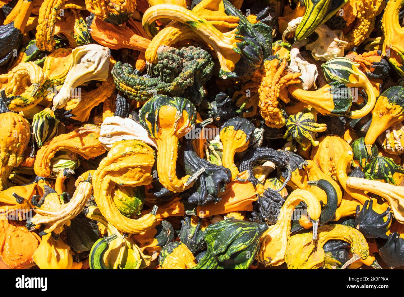 Small yellow and green gourds for sale at a farm market near Fontana, Wisconsin, America Stock Photo