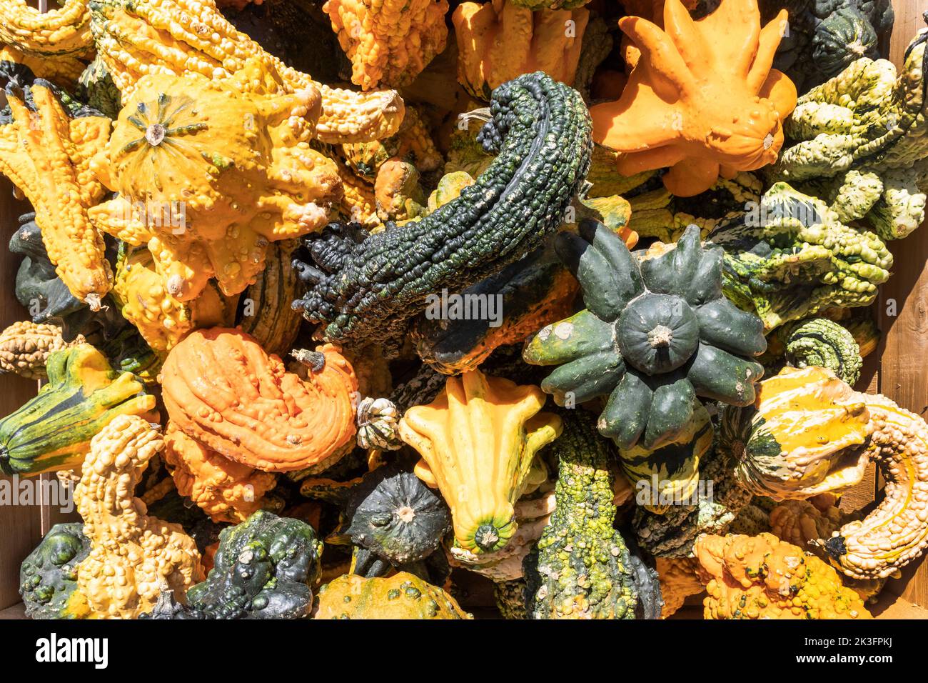 Small yellow and green gourds for sale at a farm market near Fontana, Wisconsin, America Stock Photo