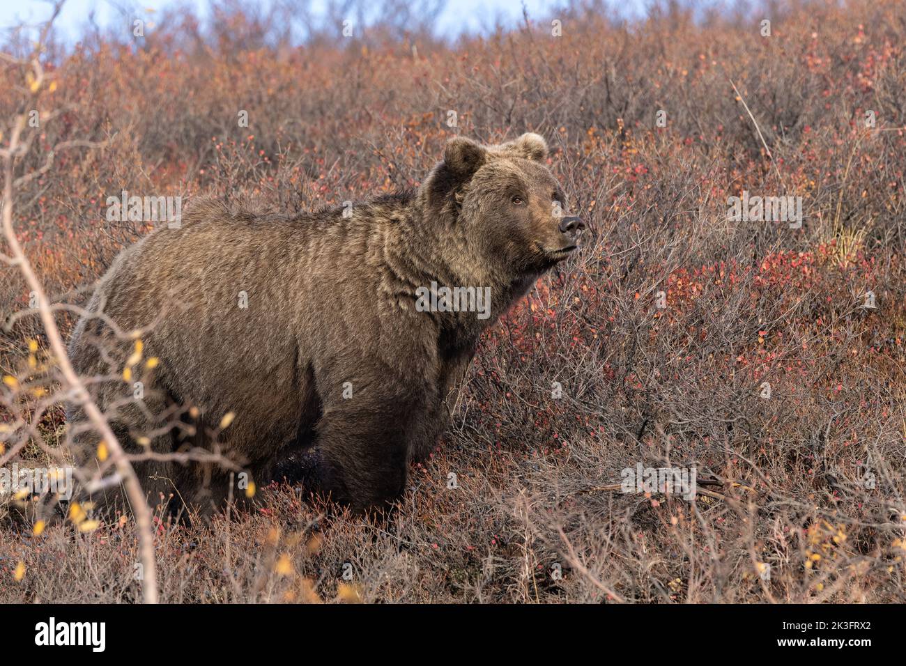 Brown Bear at Denali National Park Alaska Stock Photo
