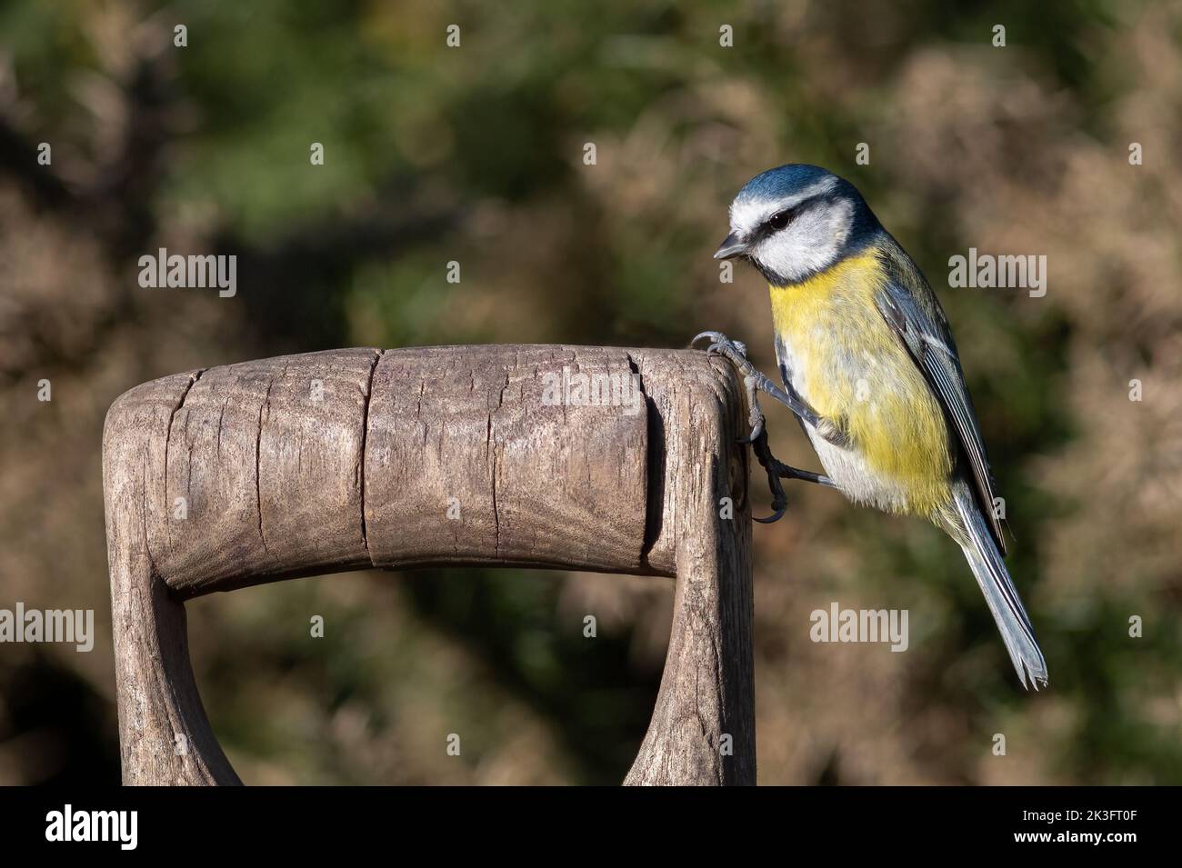 A blue tit, Cyanistes caeruleus, is perched on the side of a wooden fork or spade handle standing in a garden Stock Photo
