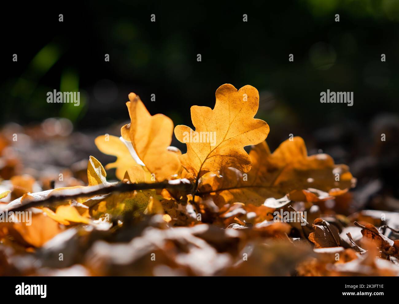 Yellow dry oak leaves in the forest on the ground during sunset Stock ...
