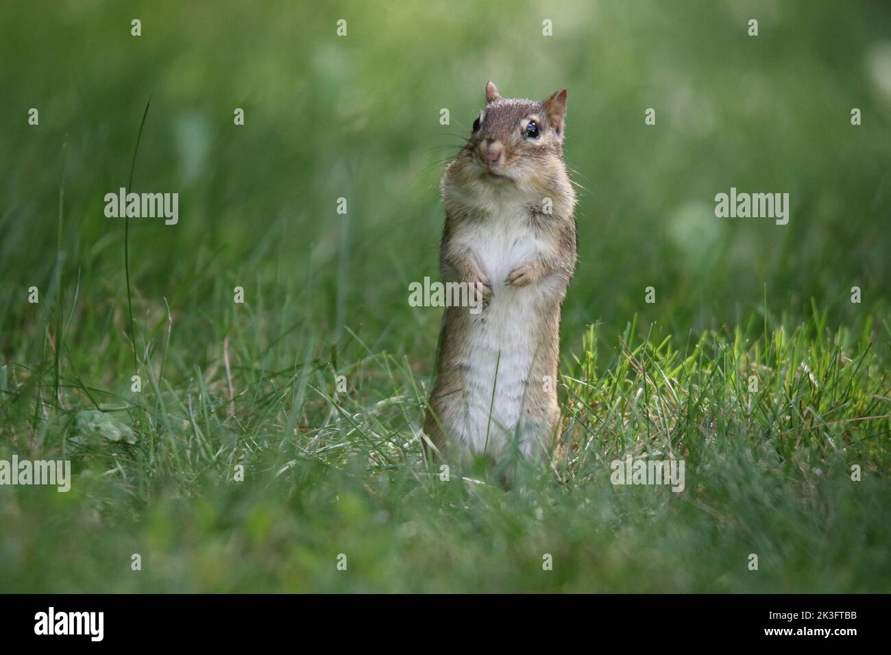 Eastern Chipmunk Tamias striatus foraging in grass and collecting food in cheek pouches to store
