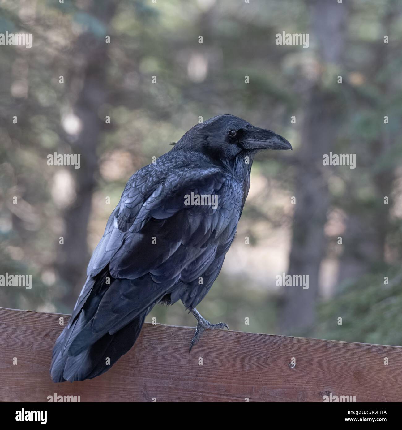 A Common Raven in Alaska Stock Photo