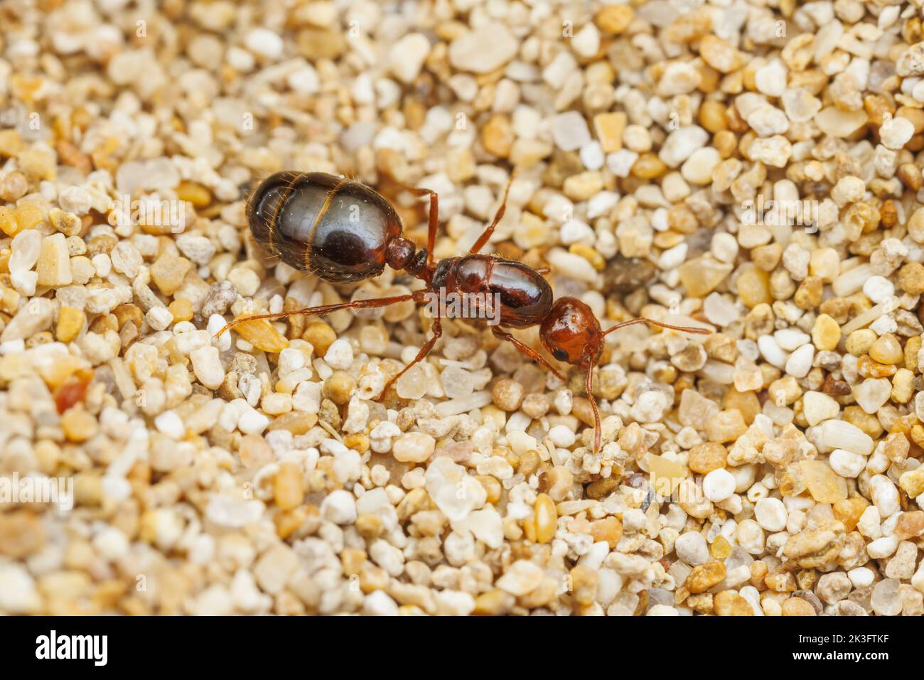Red Imported Fire Ant (Solenopsis invicta) - Queen Stock Photo