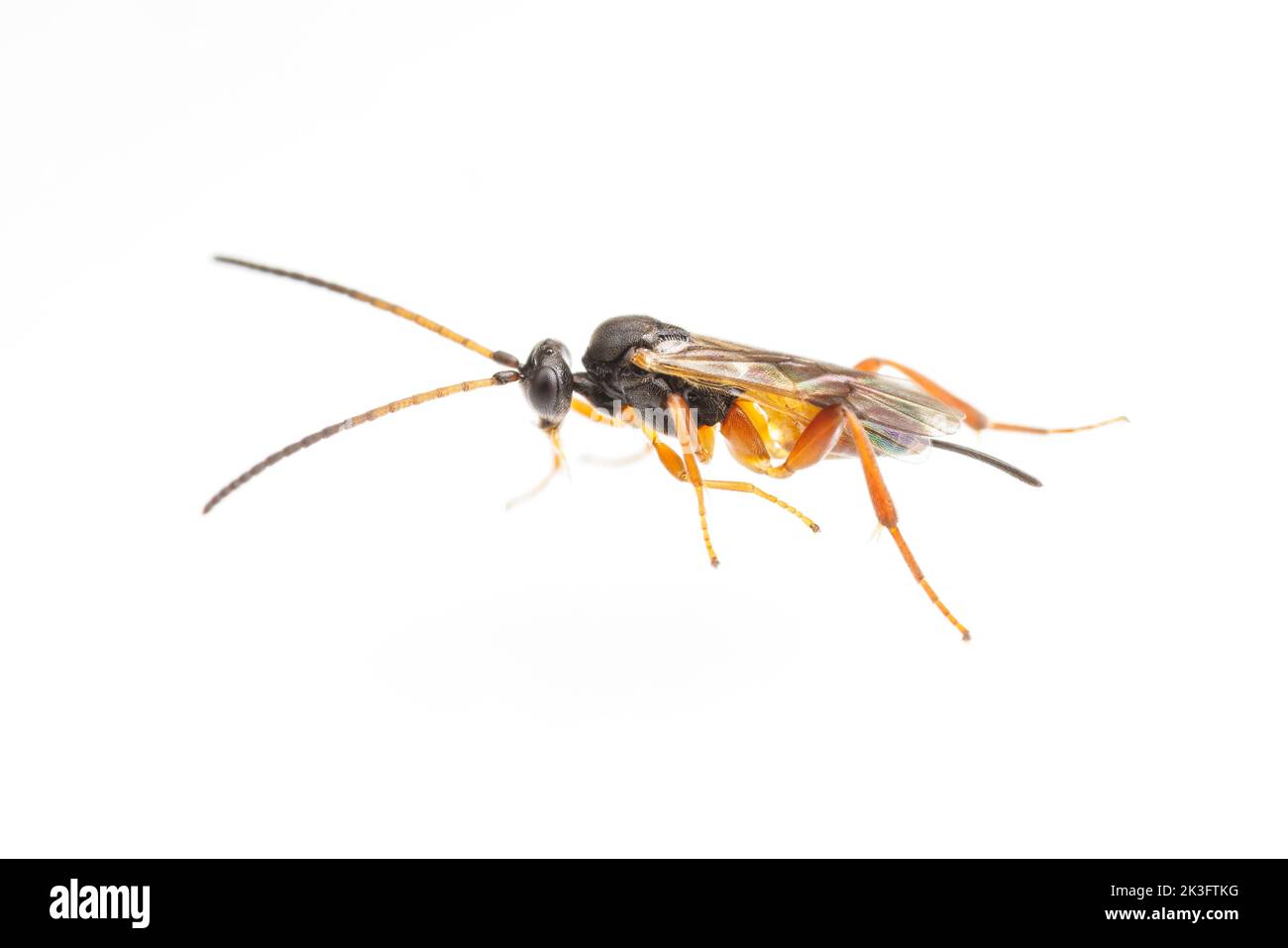 Braconid Wasp (Microgastrinae) - Female Stock Photo