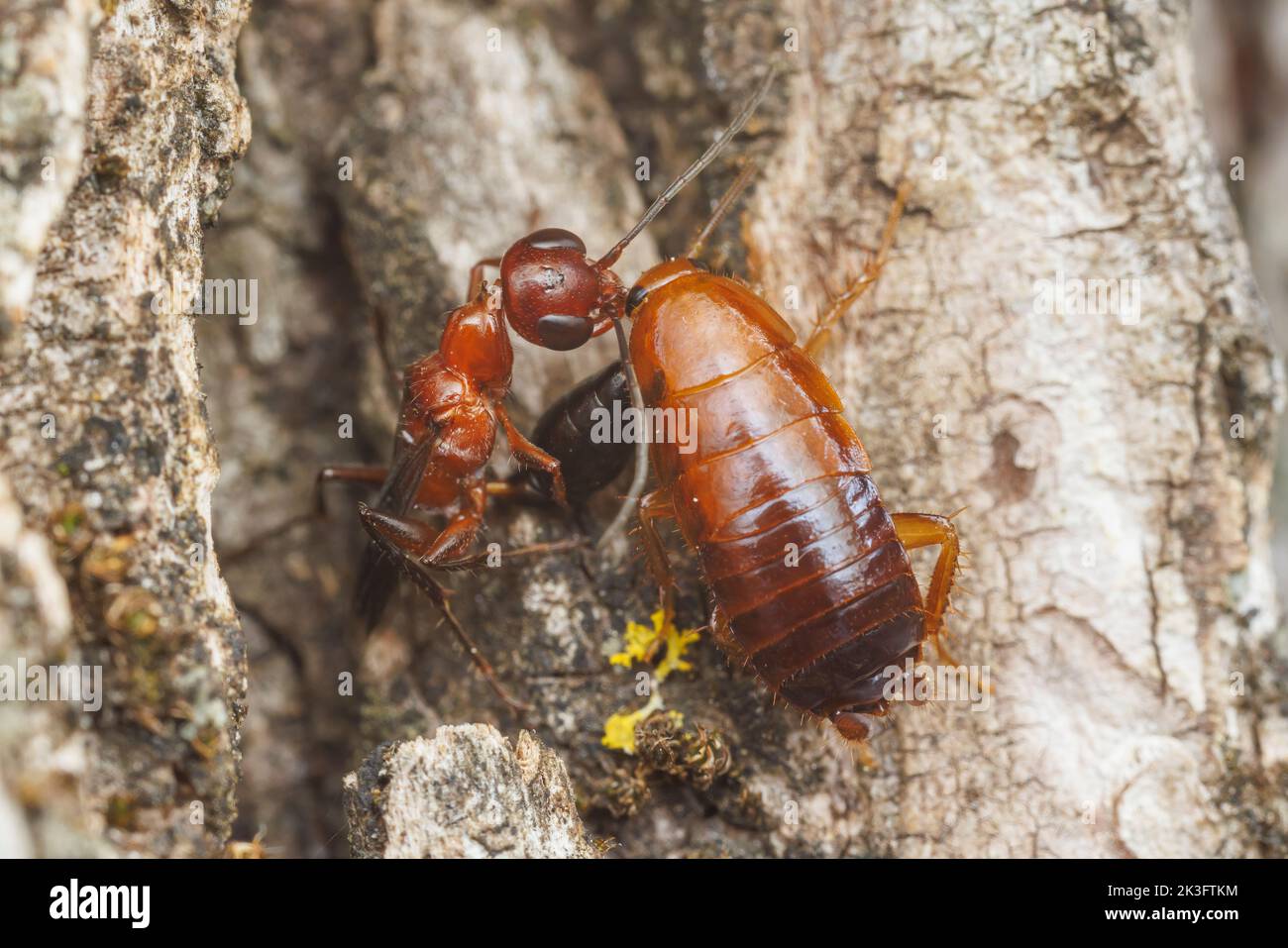 A Cockroach Wasp (Ampulex ferruginea) stings and subdues a Wood Cockroach (Parcoblatta sp.) Stock Photo